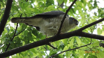 Japanese Sparrowhawk Unknown Spots Sun, 4/23/2023