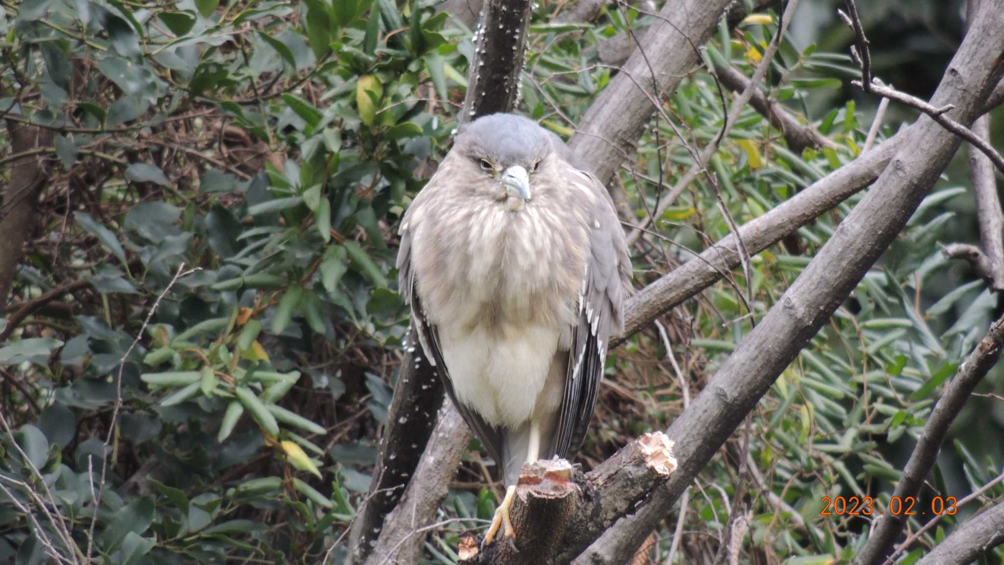 仙台堀川公園(江東区) ゴイサギの写真