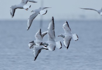 ユリカモメ ふなばし三番瀬海浜公園 2023年5月1日(月)