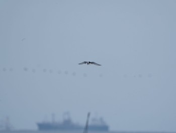 コアジサシ ふなばし三番瀬海浜公園 2023年5月1日(月)