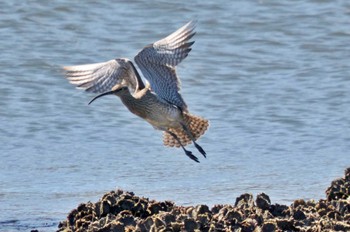 チュウシャクシギ 葛西臨海公園 2023年5月2日(火)