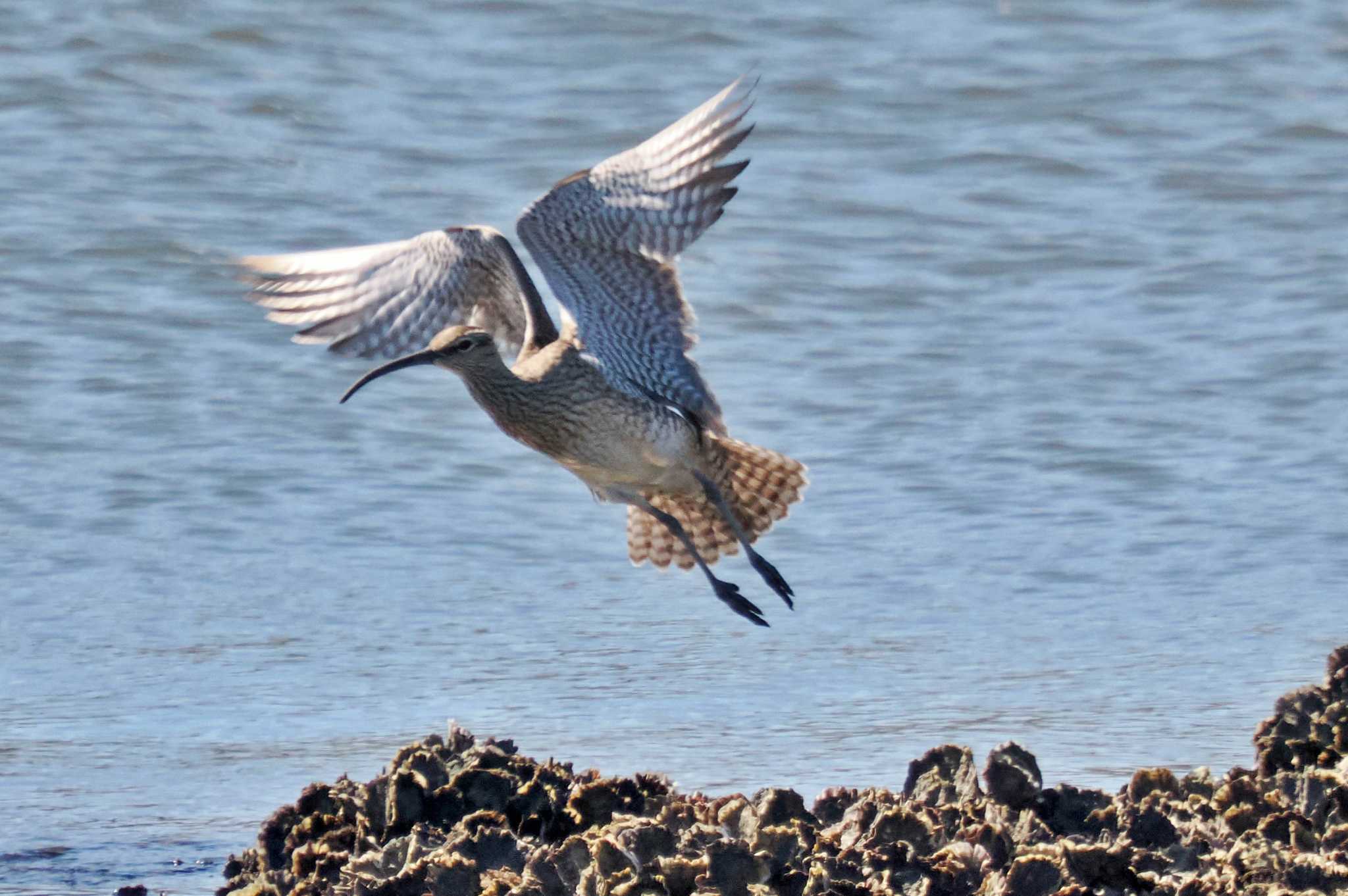 葛西臨海公園 チュウシャクシギの写真