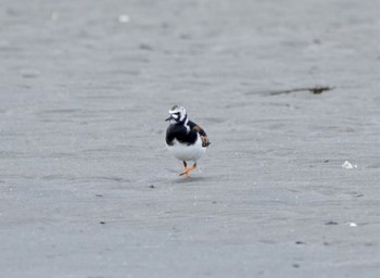 キョウジョシギ ふなばし三番瀬海浜公園 2023年5月1日(月)