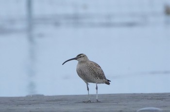 チュウシャクシギ ふなばし三番瀬海浜公園 2023年5月1日(月)