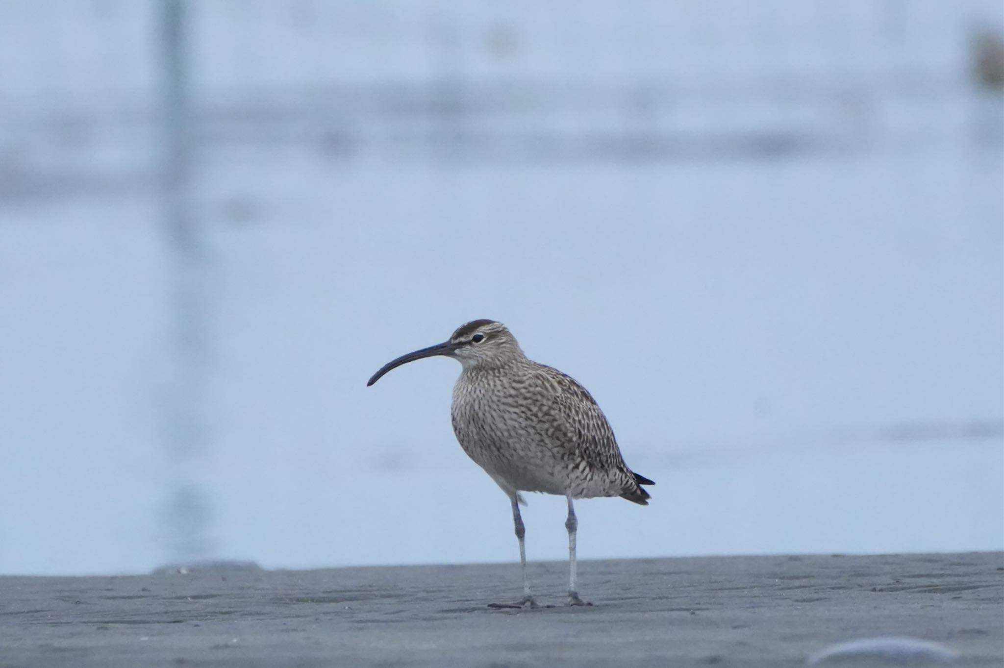 ふなばし三番瀬海浜公園 チュウシャクシギの写真