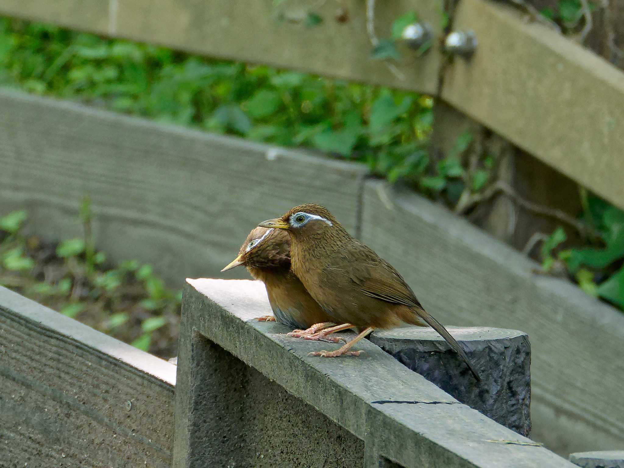 横浜市立金沢自然公園 ガビチョウの写真 by しおまつ