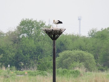 Sat, 4/29/2023 Birding report at Watarase Yusuichi (Wetland)