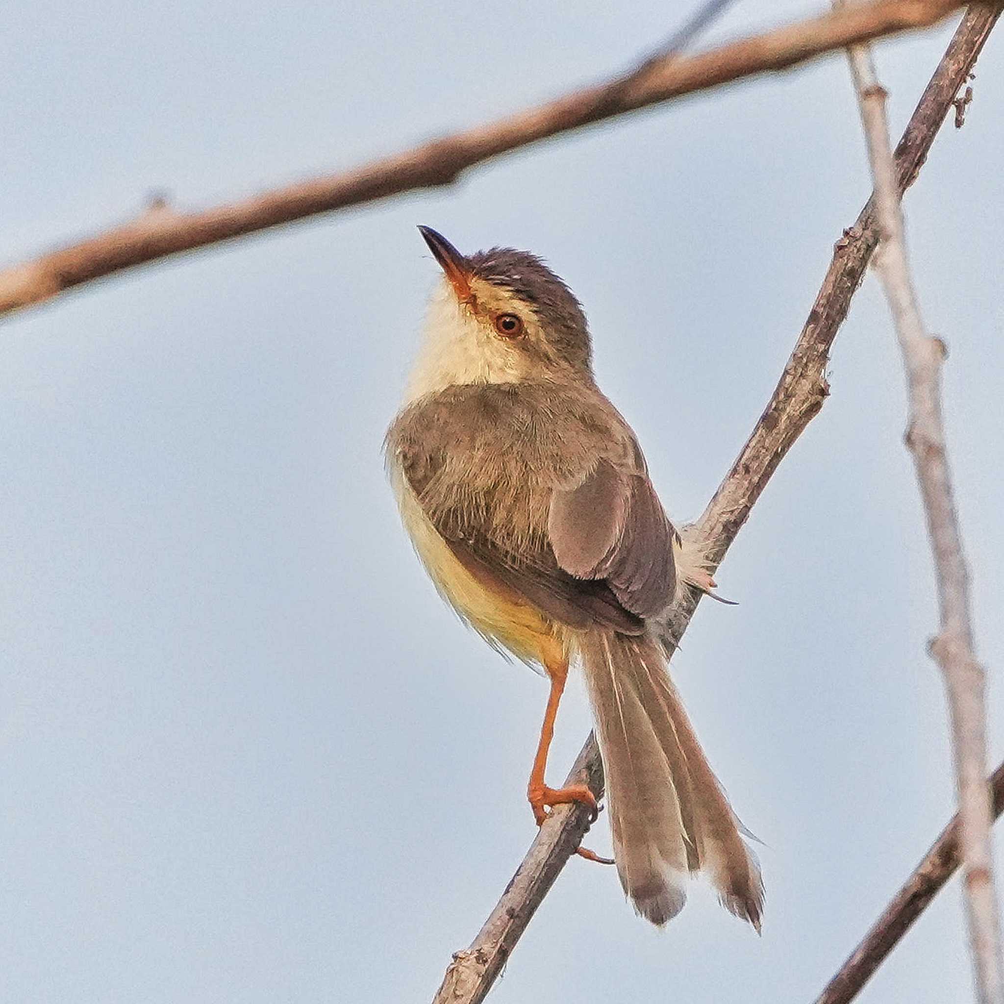 Bang Phra Non-Hunting area アジアマミハウチワドリの写真 by span265