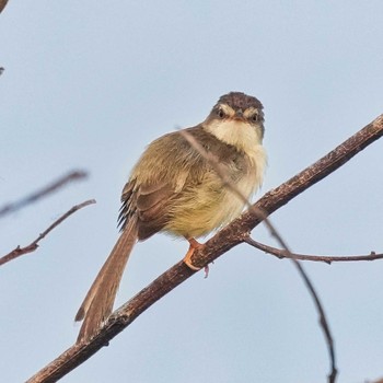 アジアマミハウチワドリ Bang Phra Non-Hunting area 2023年4月22日(土)