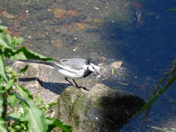 2023年5月2日(火) 妙正寺川の野鳥観察記録