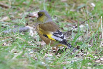 カワラヒワ 明石公園 2023年3月5日(日)