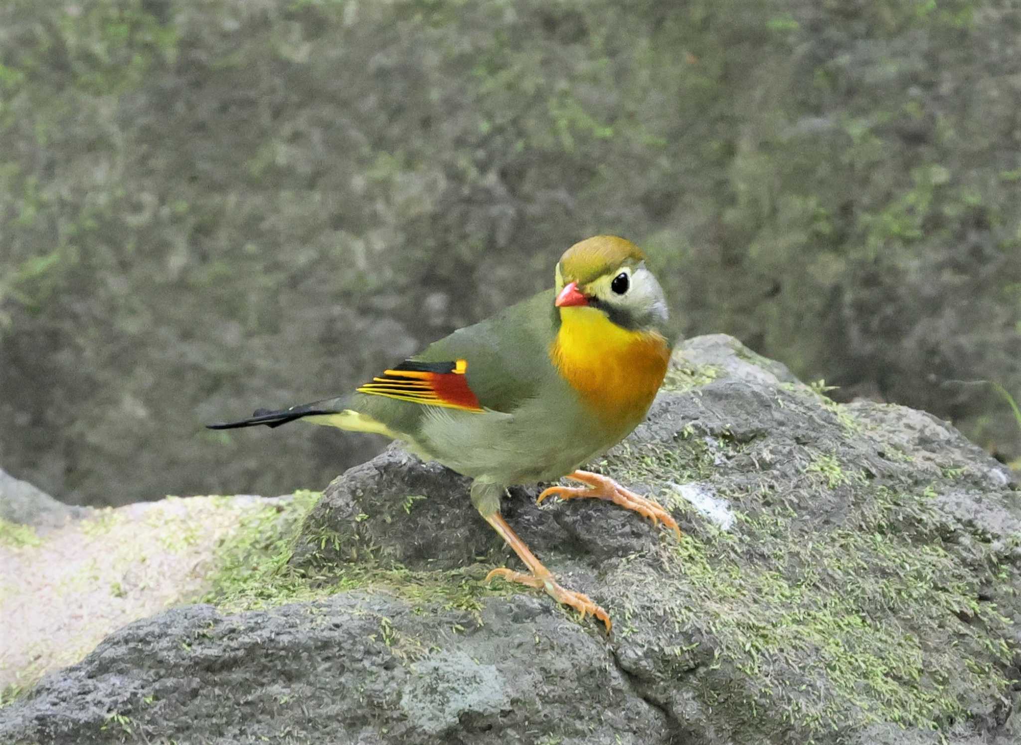 多摩地区 ソウシチョウの写真