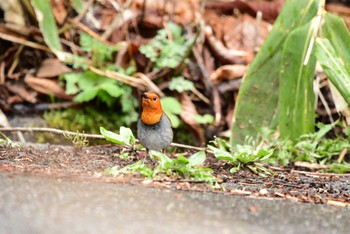 Japanese Robin 長野県 Unknown Date