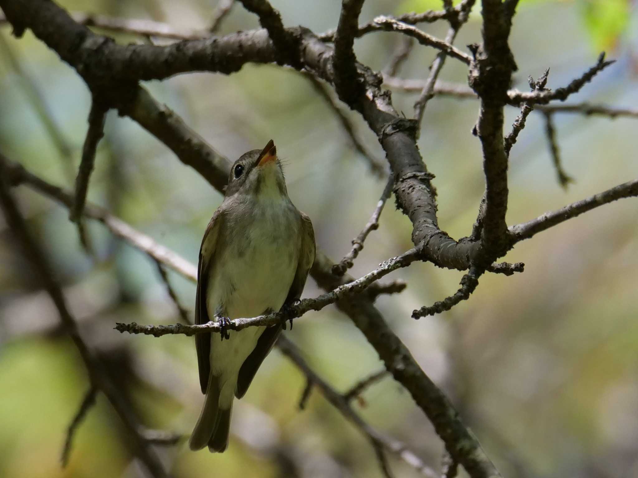 （※昨年撮影） by little birds