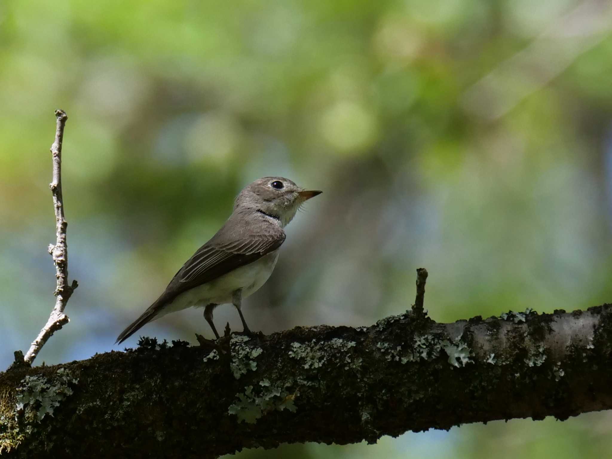 （※昨年撮影） by little birds