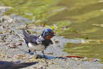 ツバメ 旧芝離宮恩賜庭園 2023年5月1日(月)