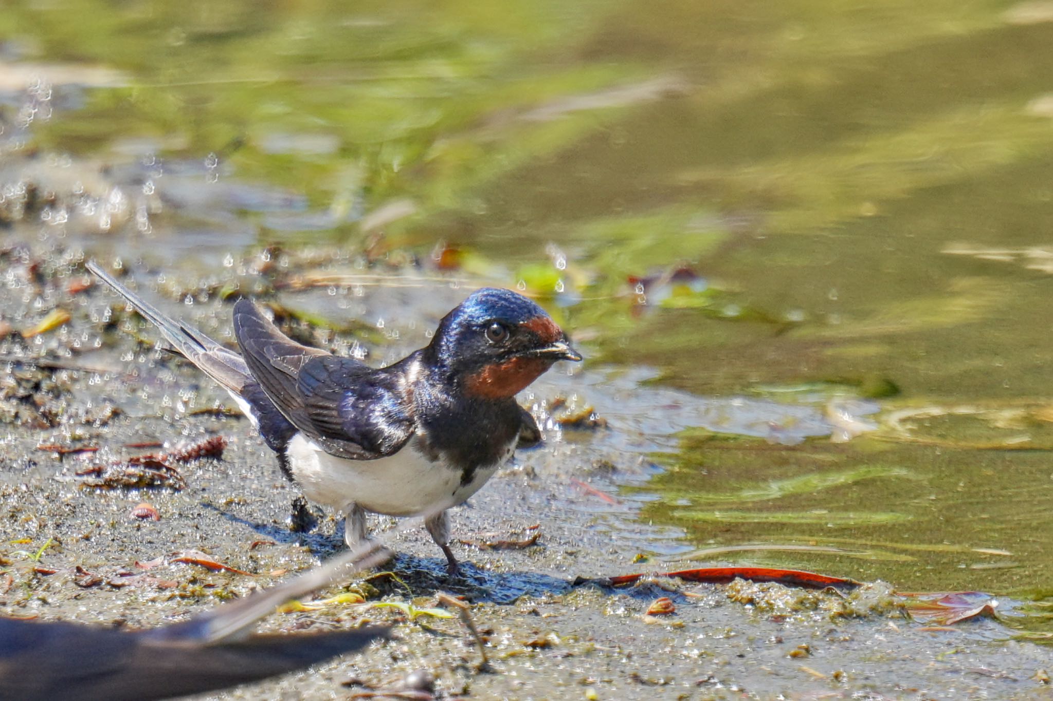 Photo of Barn Swallow at 旧芝離宮恩賜庭園 by アポちん