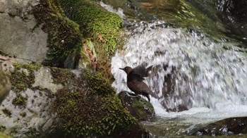 Brown Dipper 箕面山 Tue, 5/2/2023