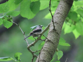 Long-tailed Tit 長池公園 Sun, 4/30/2023