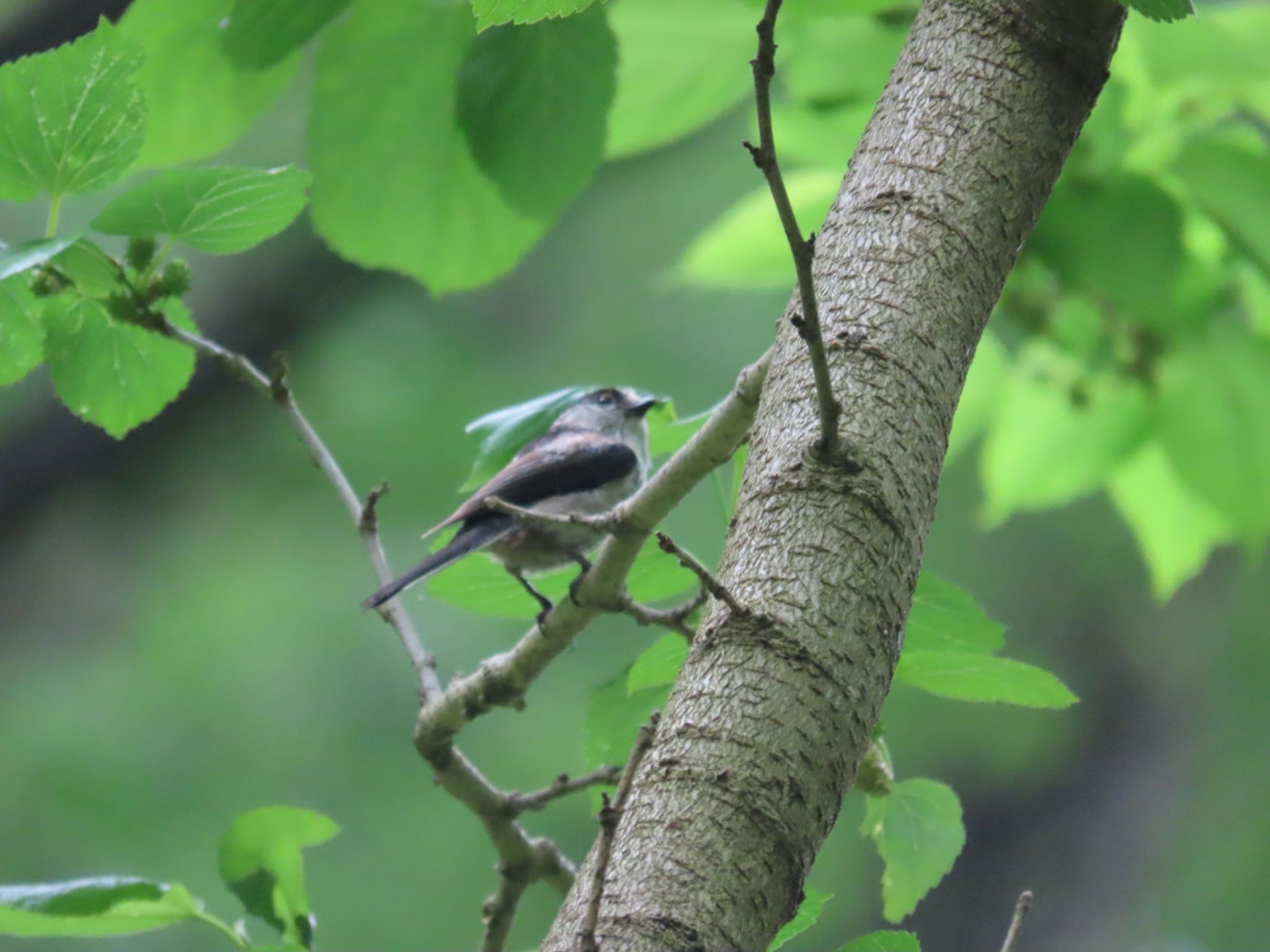 Photo of Long-tailed Tit at 長池公園 by さきやっこ（2号）