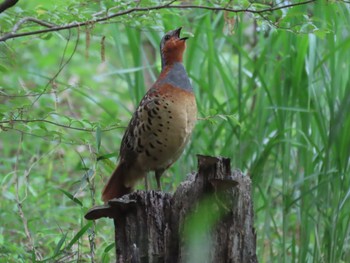 Chinese Bamboo Partridge 長池公園 Sun, 4/30/2023