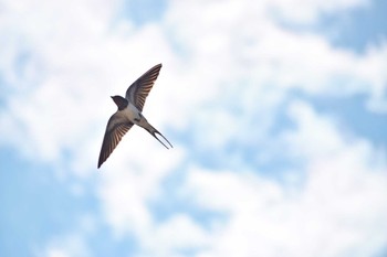 Barn Swallow 秩父 Tue, 5/2/2023