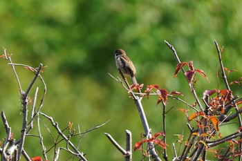 Eurasian Tree Sparrow 南阿蘇ビジターセンター Tue, 5/2/2023