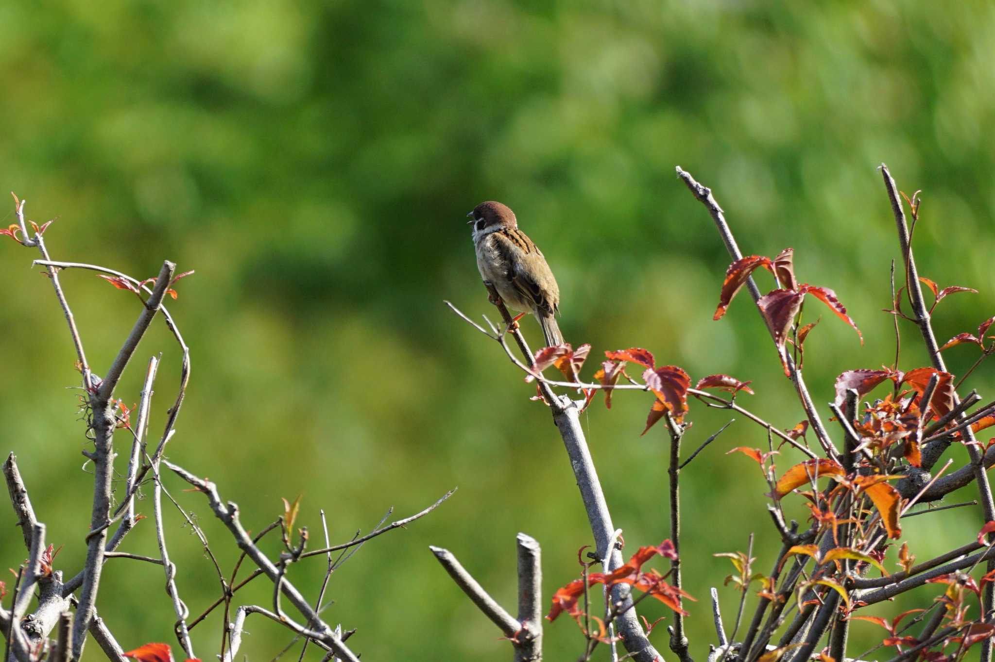 Photo of Eurasian Tree Sparrow at 南阿蘇ビジターセンター by Joh