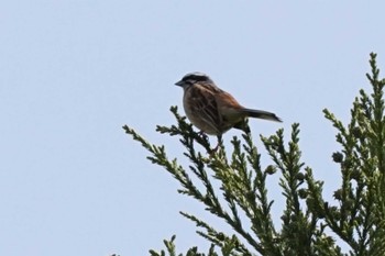 Tue, 5/2/2023 Birding report at 南阿蘇ビジターセンター