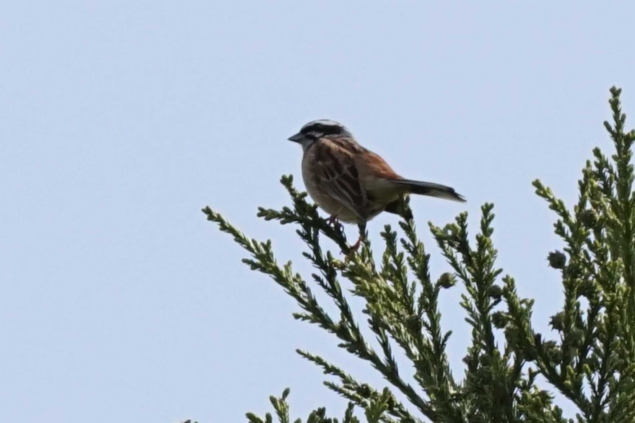 Photo of Meadow Bunting at 南阿蘇ビジターセンター by Joh