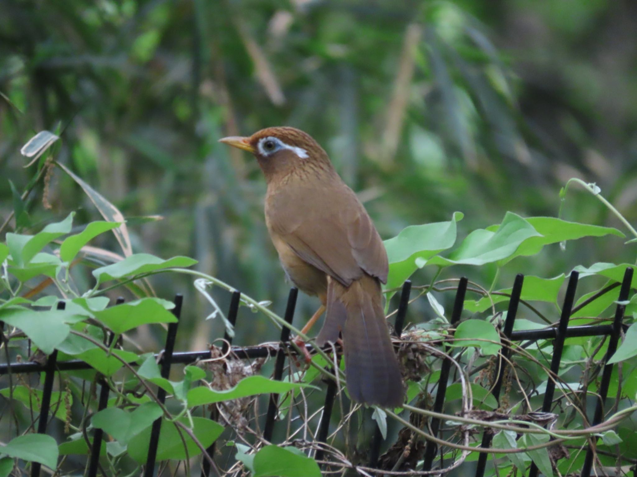 Photo of Chinese Hwamei at 長池公園 by さきやっこ（2号）