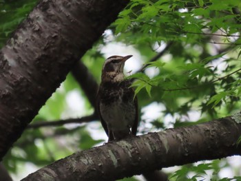 Dusky Thrush 長池公園 Sun, 4/30/2023