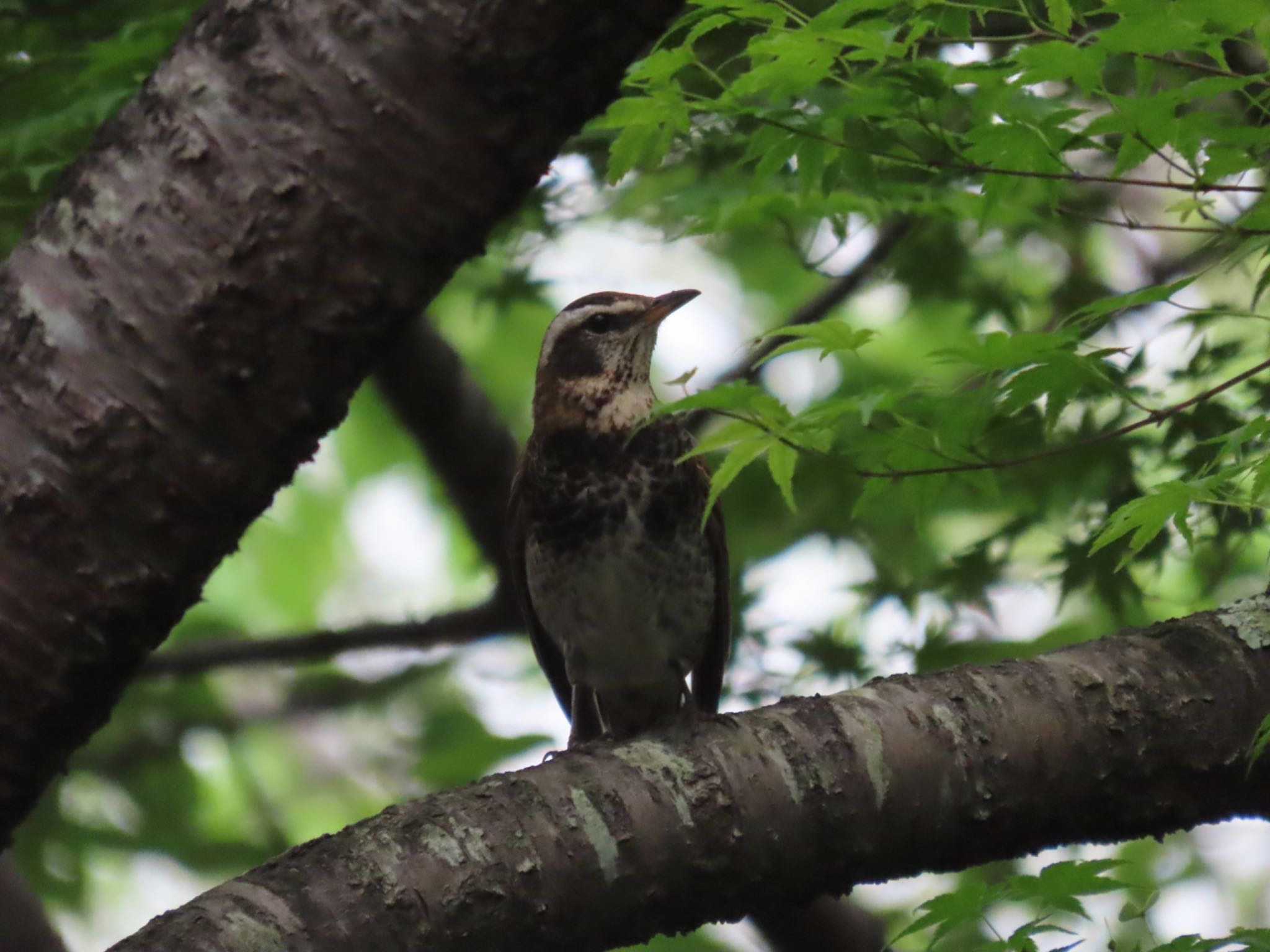 Dusky Thrush