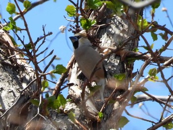 2023年5月2日(火) 青葉公園(千歳市)の野鳥観察記録