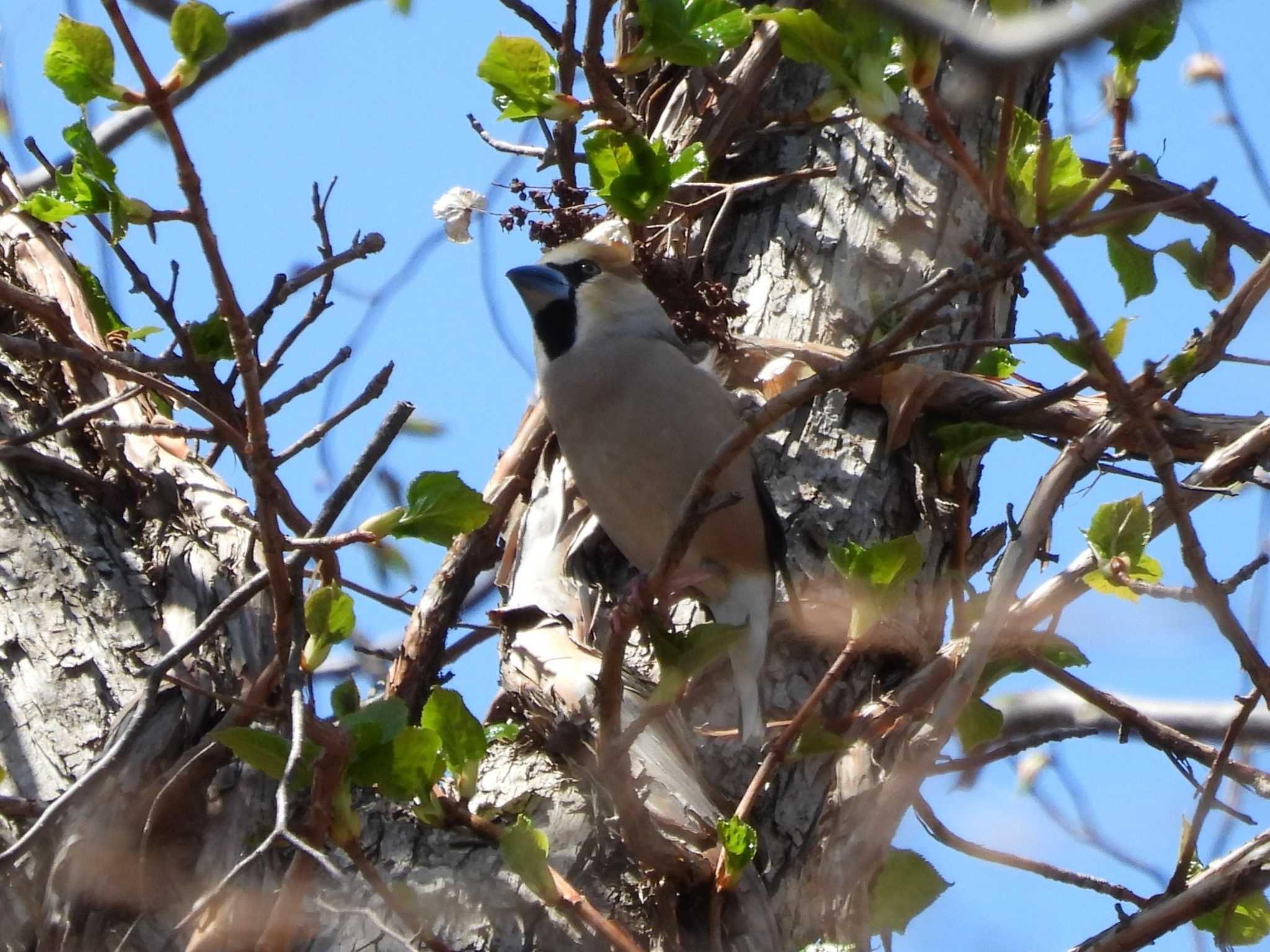 Hawfinch