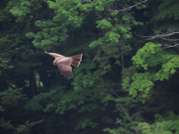 Black Kite Hayatogawa Forest Road Sun, 4/23/2023