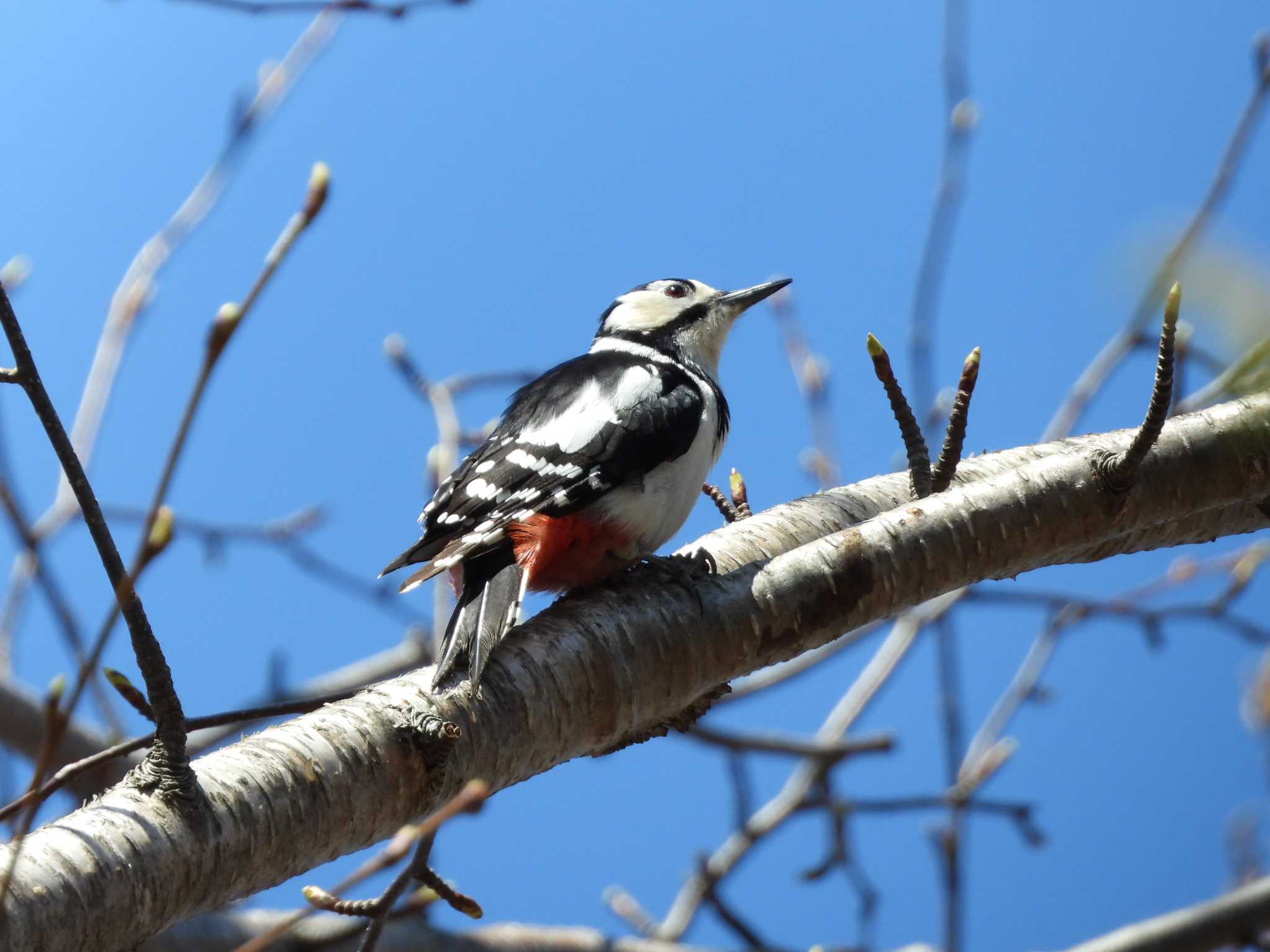 Great Spotted Woodpecker