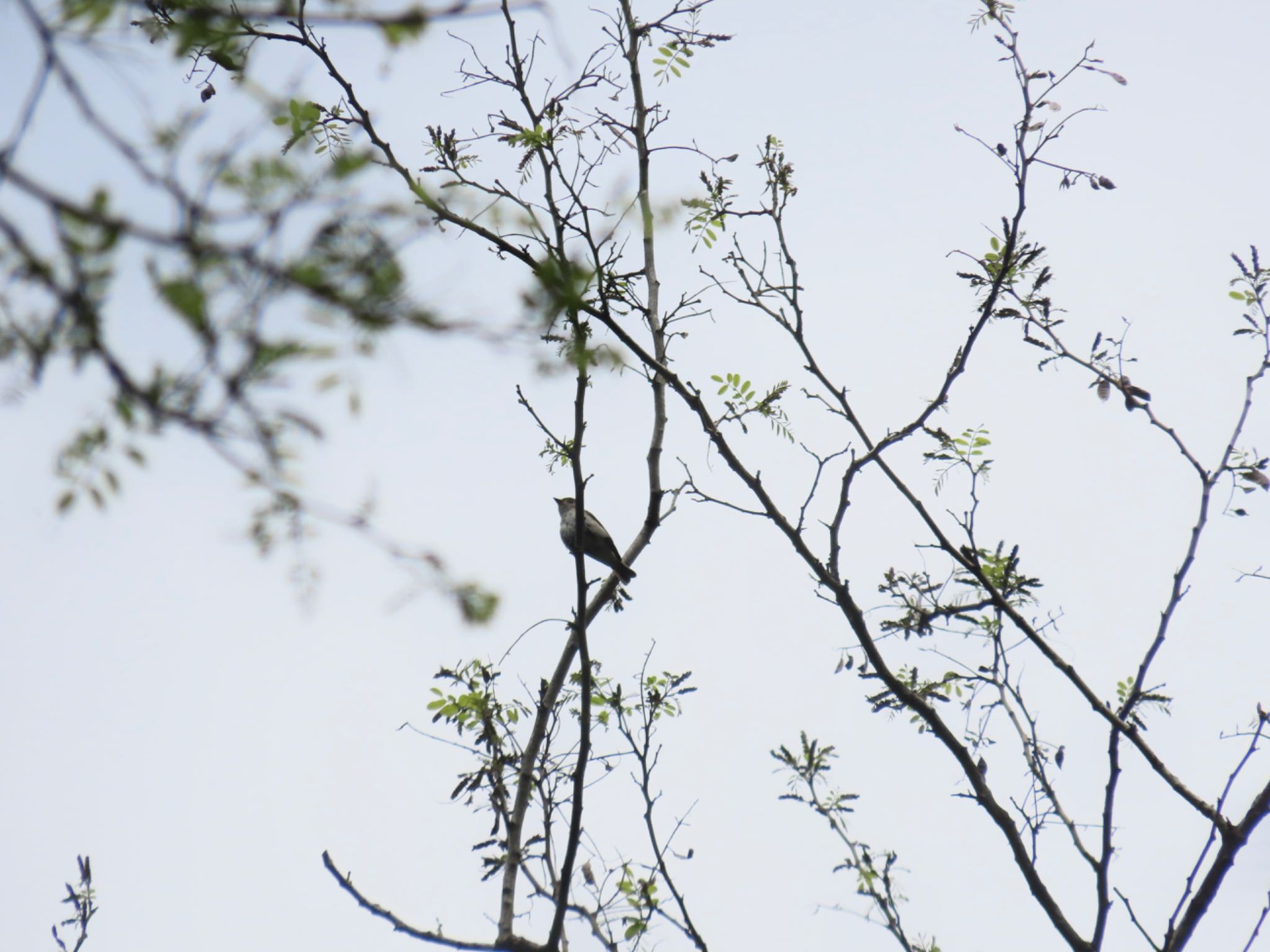 Asian Brown Flycatcher