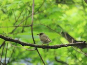 Sun, 4/23/2023 Birding report at Hayatogawa Forest Road