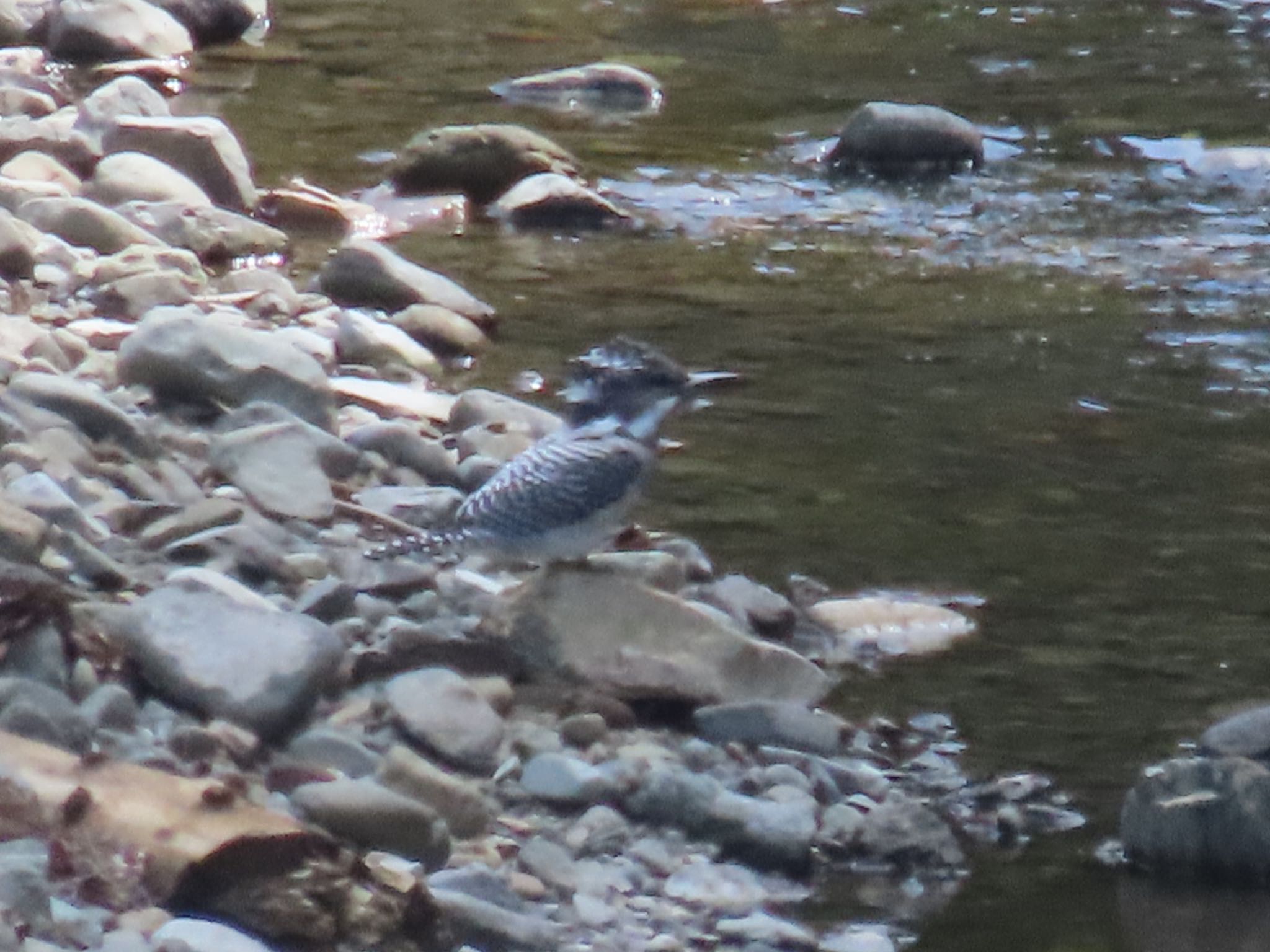 Crested Kingfisher