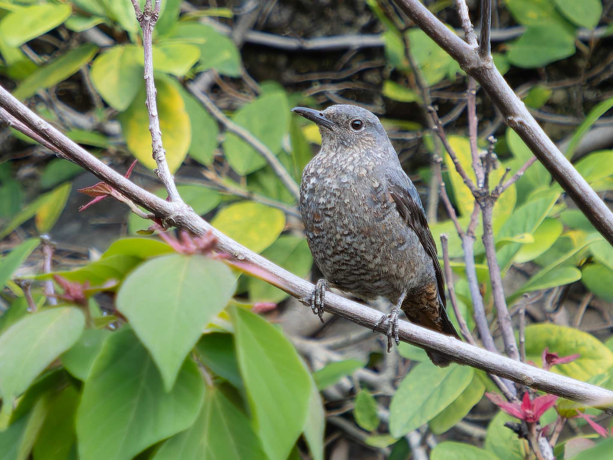 Blue Rock Thrush