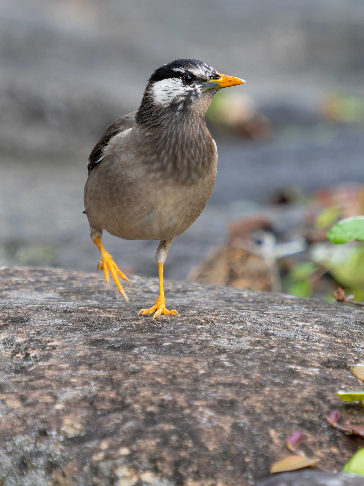 White-cheeked Starling