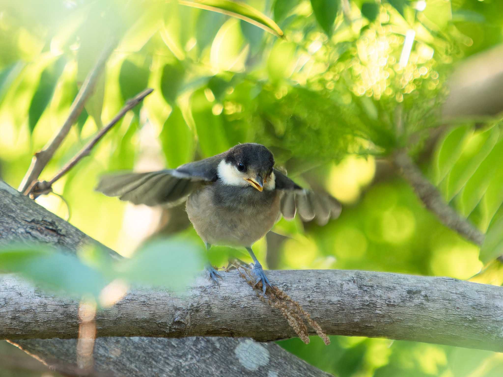 Photo of Varied Tit at 風頭公園(長崎市) by ここは長崎