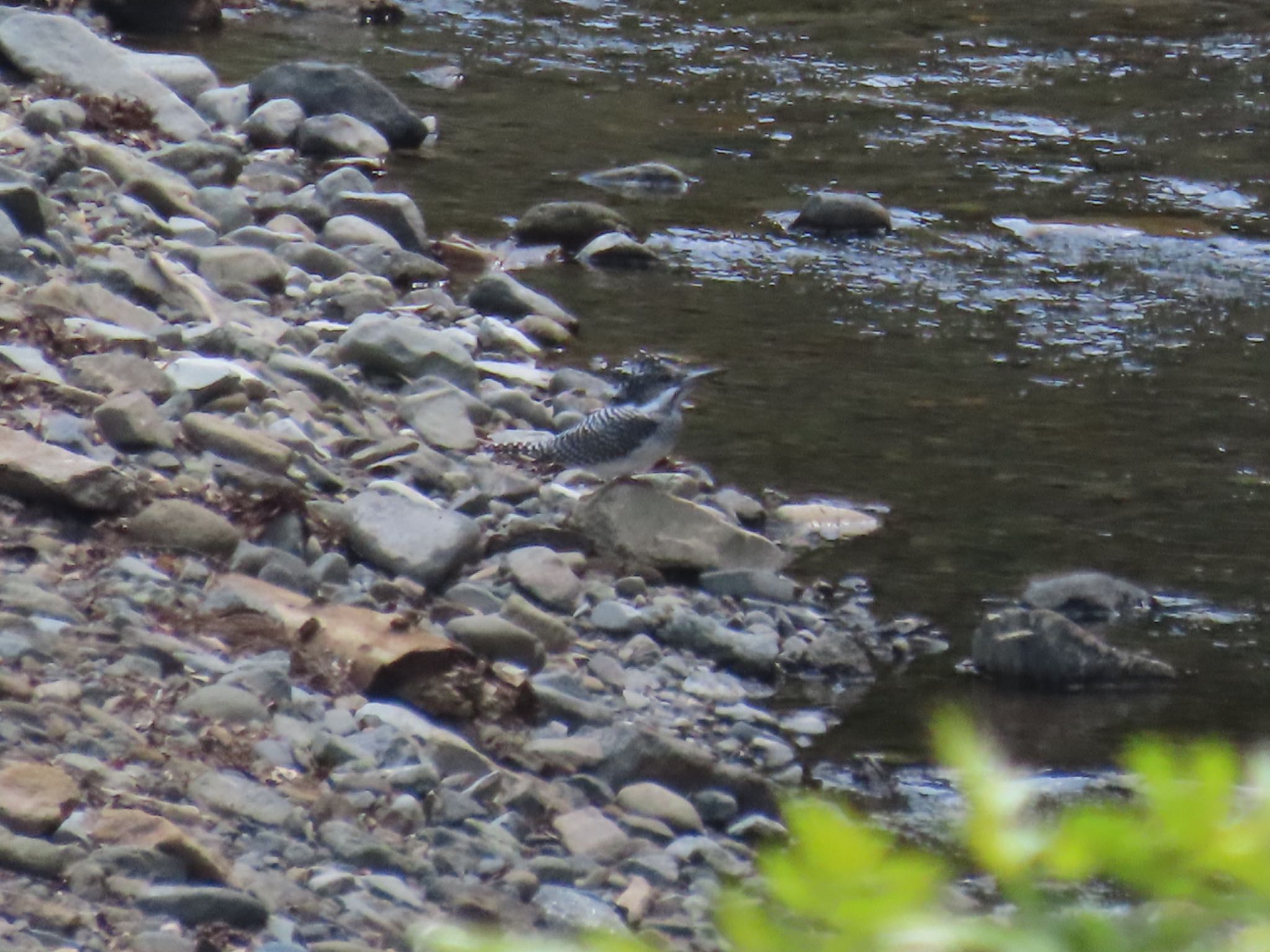 Crested Kingfisher