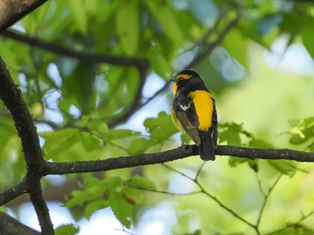 Narcissus Flycatcher Osaka castle park Tue, 5/2/2023