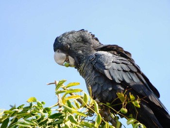 Red-tailed Black Cockatoo Lake Monger Mon, 4/17/2023