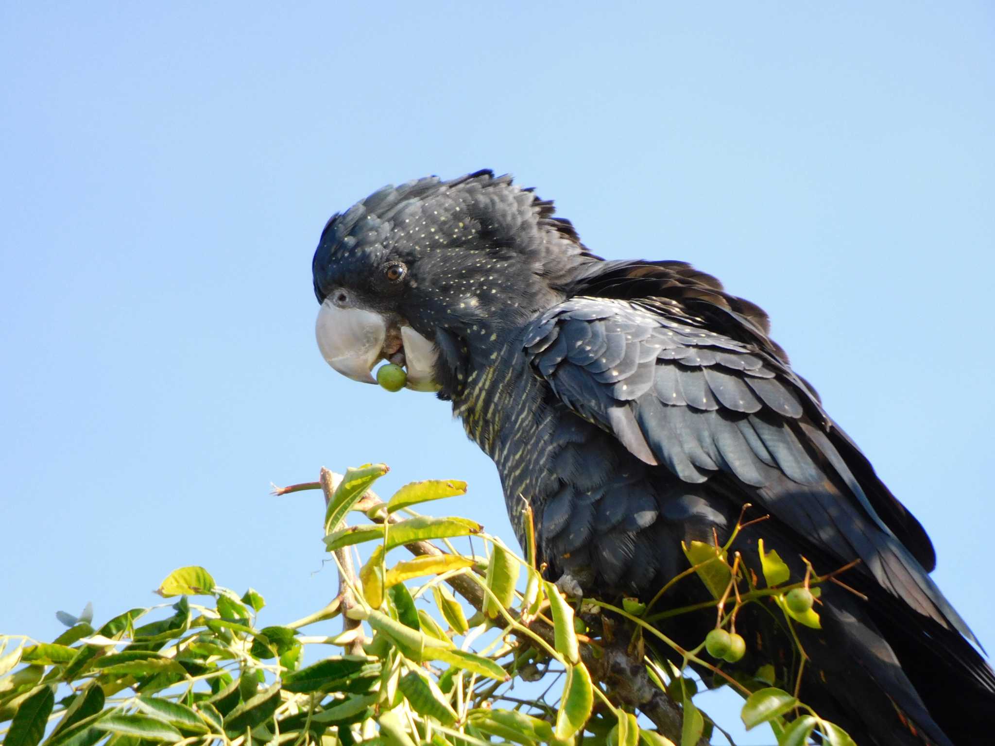 Red-tailed Black Cockatoo