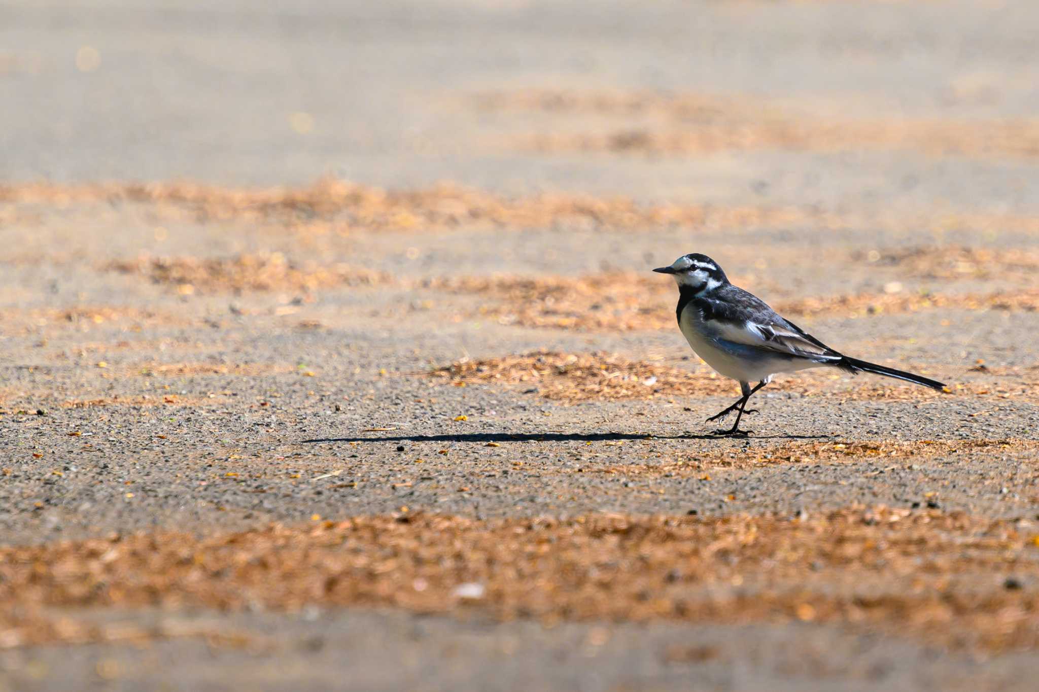 Photo of White Wagtail at 豊平公園(札幌市) by North* Star*