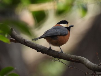 Varied Tit 武蔵丘陵森林公園 Sun, 1/22/2023