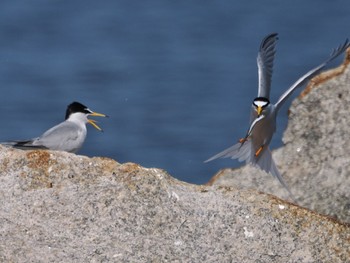 2023年5月1日(月) 南芦屋浜の野鳥観察記録